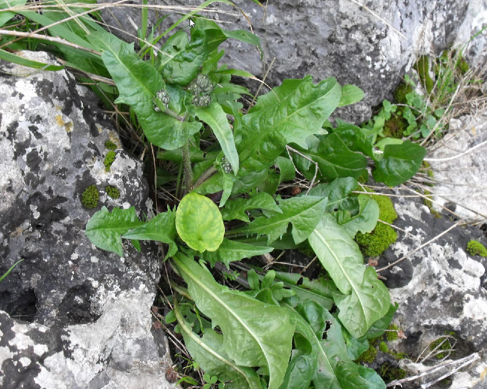 Determinazione -  Crepis sp.